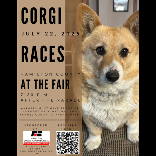I'm Just Here for the Corgi Races - Shirt